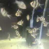 انواع ماهی کالر پرت گوپی تایگر کوی چانافروش معاوضه|ماهی|کرج, گلشهر|دیوار