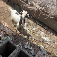 گوسفند فروشی