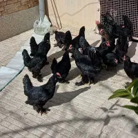 تخم مرغ نطفه دار مرندی