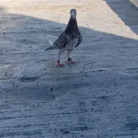 کبوتر|پرنده|سنندج, |دیوار