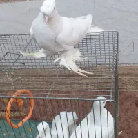 کبوتر سفید پاپر راعبی|پرنده|نجفآباد, جعفرآباد|دیوار