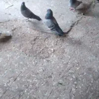 کبور طوقی|پرنده|ایوان, |دیوار