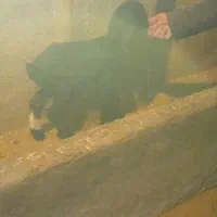 بره زیر میشی