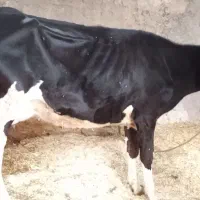 گاو گوساله