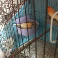 قاری نر ماد