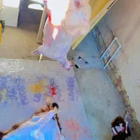 قصاب سیار گاو گوساله گوسفند خروس مرغ بز بزغاله