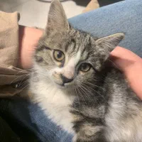 واگذاری گربه رایگان