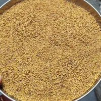 بذر یونجه خاشه