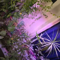 باکس گل وگیاه لاکچری|گل و گیاه طبیعی|مشهد, چهارچشمه|دیوار