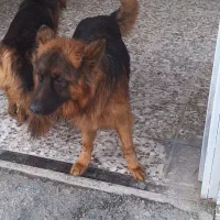 خریدار توله ژرمن