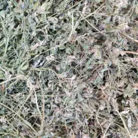 ۵۰ عدد پشه دوره  ال باغی خیلی بزرگ اندازه بسته بند