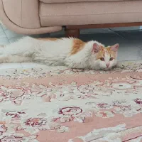 واگذاری گربه