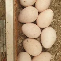 فروش تخم نطفه دار بوقلمون