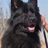 معاوضه مکمل  با سگ