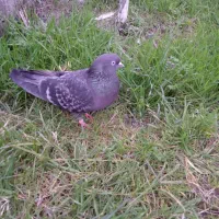 کبوتر پرشی ماده