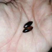 مهره کار گشایی انگشتر موکل دار سر کتاب دعا|کتاب و مجله مذهبی|صدرا-فارس, فاز ۱|دیوار