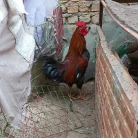 خروس محلی|حیوانات مزرعه|نیشابور, امام خمینی|دیوار