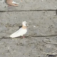 کفتر طوقی باخت دادم