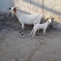 بزها سالم وسرحال|حیوانات مزرعه|میناب, |دیوار