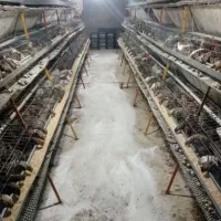 تخم بلدرچین نطفه دار