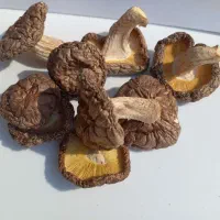 قارچ شیتاکه بهبود زگیل تناسلی