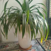 گل پاندانوس