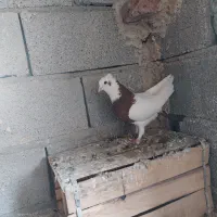 فروش طوقی قرمز