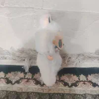 لبوبو سکرت|اسباببازی|شوشتر, |دیوار