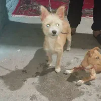 سگ پاکوتاه
