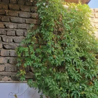 بذر پیچک آلامو آمریکایی