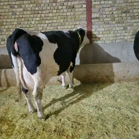 گاو سیمنتال مونت 40کیلوشیرباگوساله ماده|حیوانات مزرعه|بروجرد, |دیوار