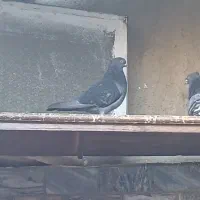 کبوتر گمشده|حیوانات|بروجرد, |دیوار