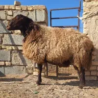 قوچ افشار اصل تخم دوقولزا|حیوانات مزرعه|هرند, |دیوار