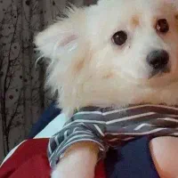 سگ نر  پامرین خرسی  کرمی حرف گوش کن|سگ|قزوین, |دیوار