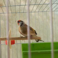 یک جفت سهره سالم وسرحال،روبه مستی|پرنده|شهرضا, |دیوار