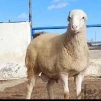 گوسفند زنده نژاد مغان و...