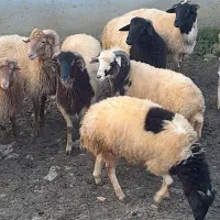 بره نر فروشی