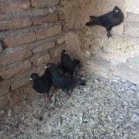 450000|پرنده|بم, |دیوار