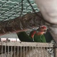 طوطی برزیلی مولد|پرنده|کرج, شهرک احمدیه‎|دیوار