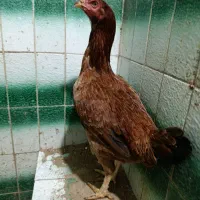 مرغ لاری کرکشو|حیوانات مزرعه|رشت, استقامت ۱|دیوار