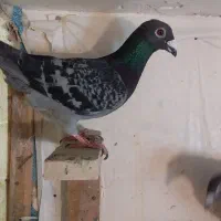 پرنده دوبر
