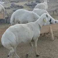 کل مناطق کرج گوسفند زنده بهداشتی گوشتی در محل|حیوانات مزرعه|کرج, شهرک یاس جنوبی|دیوار