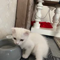 گربه اسکاتیش|گربه|تبریز, |دیوار