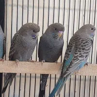 مرغ عشق بلک فیس گری و ویولت