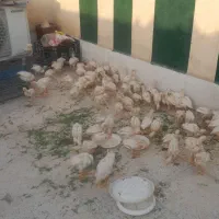 تعداد 80 عدد.جوجه.مرغ.وخروس.70روزه