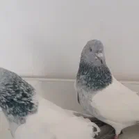 سپه|پرنده|اردبیل, |دیوار