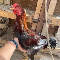 مرغ تخم گذار رسمی جوان