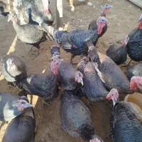 تعدادی بوقلمونو نر و ماده جوان