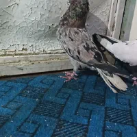 کبوتر و قناری