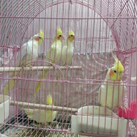 عروس هلندی مولد،